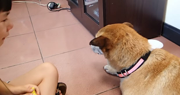 boy says good bye to his dog at vet's office