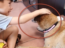 boy says good bye to his dog at vet's office