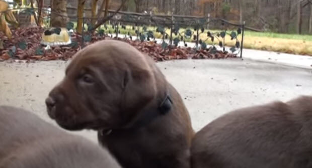 choc labrador puppies eating puppy food