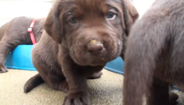 choc labrador puppies eating