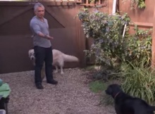 dog signals - Cesar explains
