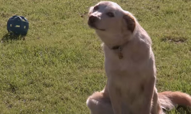 dog signals