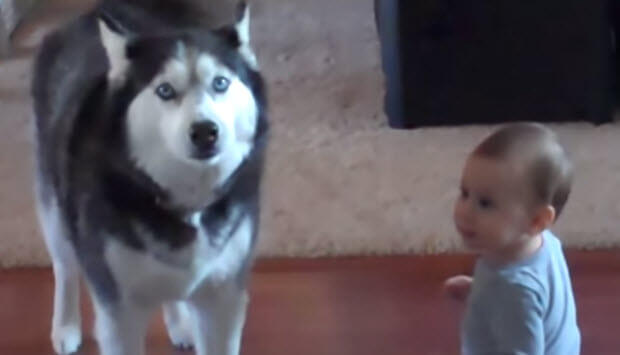 dog-talking-to-baby-funny-1
