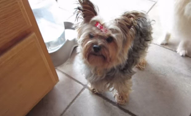 dogs-having-bath-3