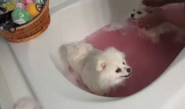 dogs-having-bath-6