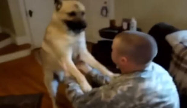 dogs-reuniting-with-soldiers-3