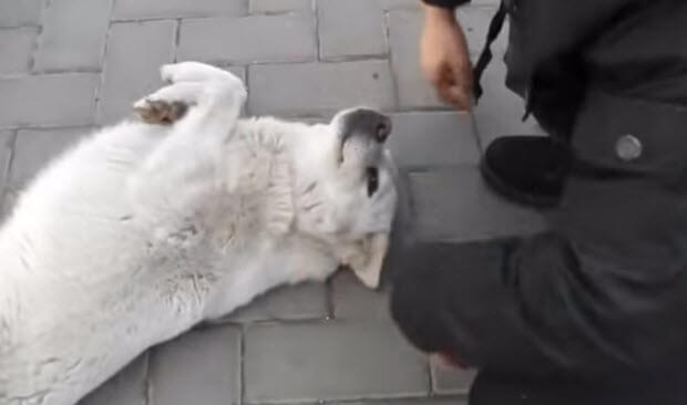 friendly-cute-homeless-dog-1