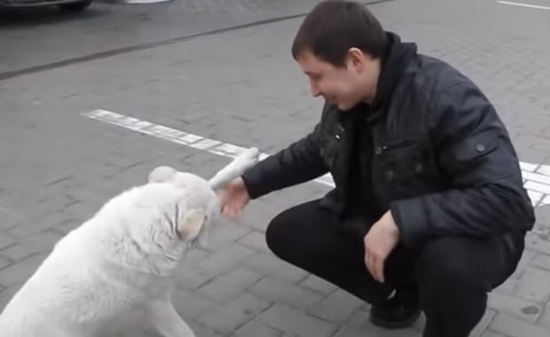 friendly-cute-homeless-dog-3