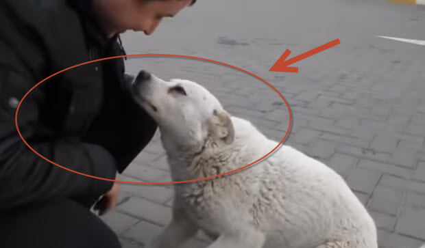 friendly-cute-homeless-dog