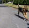 german shepherd bad behavior