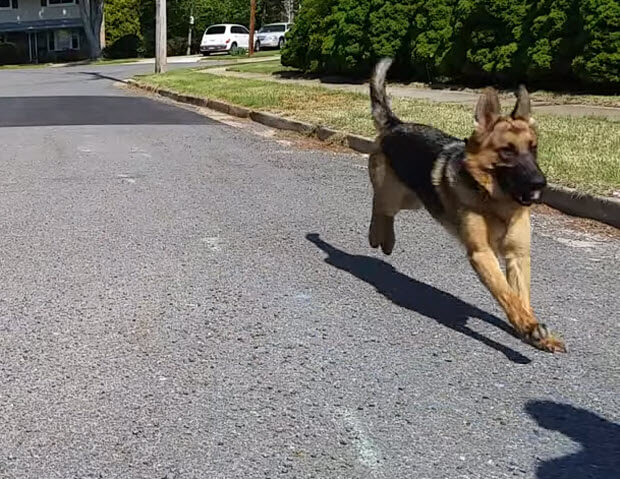 german shepherd bad behavior