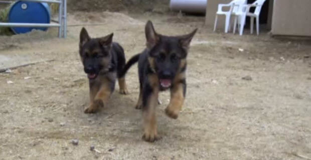 german-shepherd-puppy-training-school-1