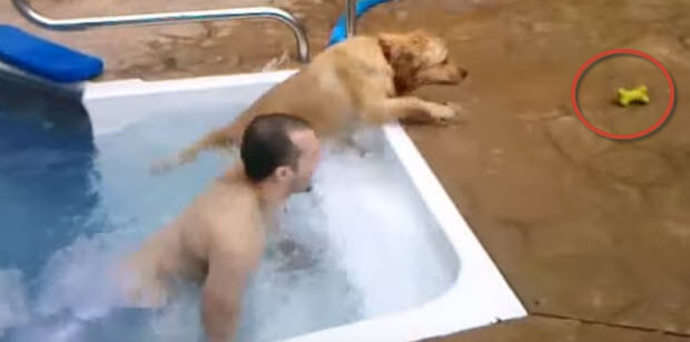  golden retriever first swim in the pool