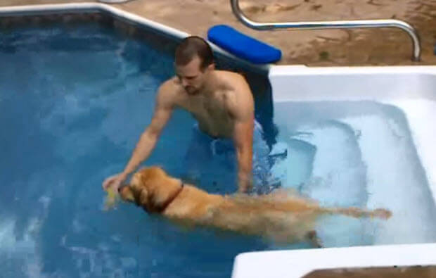 golden retriever first swim in the pool