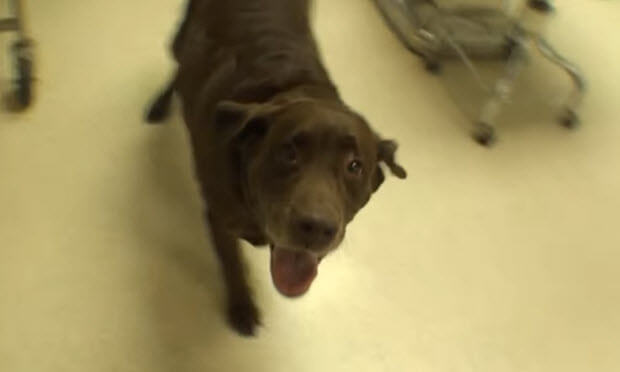 homeless-choc-lab-surgery-1