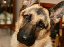 German Shepherd Dog
