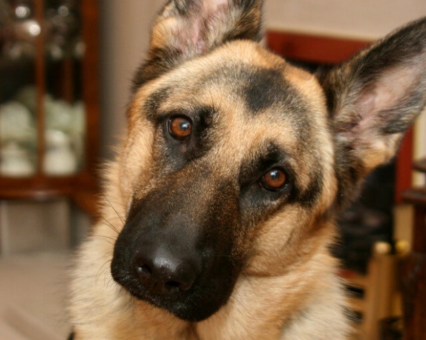 German Shepherd Dog