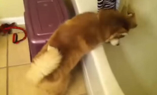 husky-dog-does-not-like-bath