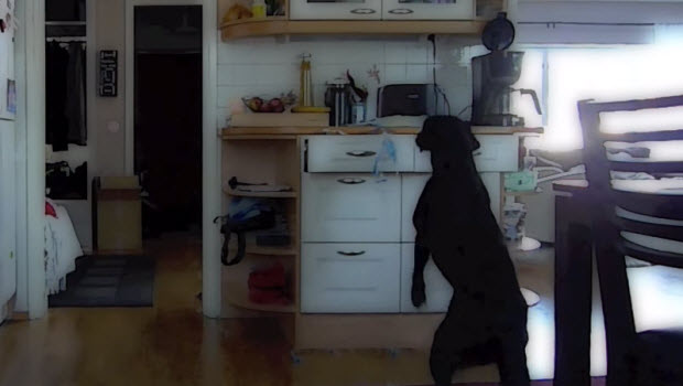 labrador-goes-through-drawers-2