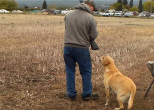 labrador hunting dog