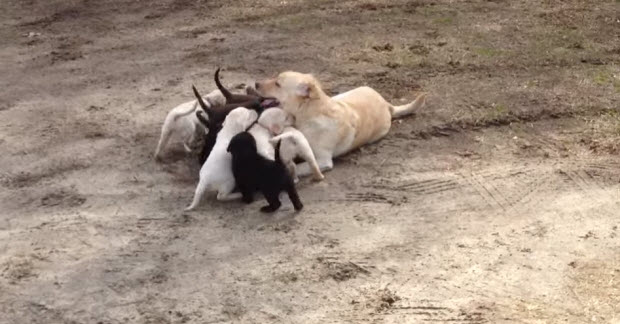 labrador-mama-with-puppies