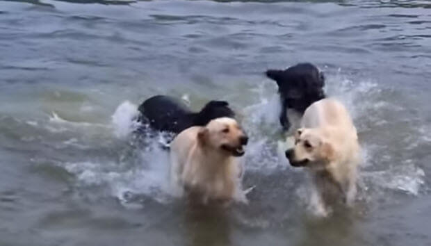 labrador-pack-playing-swimming-1-3