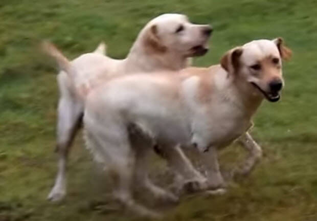 labrador-pack-playing-swimming-2