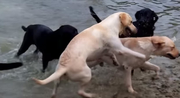 labrador-pack-playing-swimming-4-4