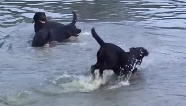 labrador-pack-playing-swimming-6-0