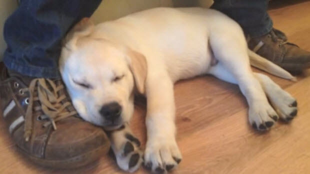 labrador puppy sleeping