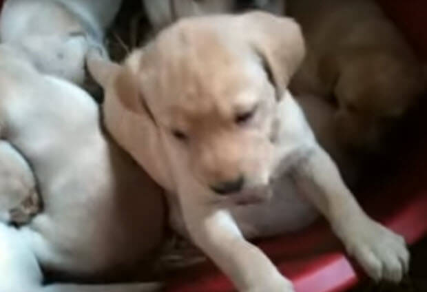 labrador-puppy-growing