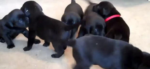 labrador_puppies-1