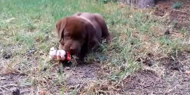 labrador_puppies1