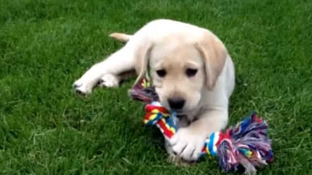 labrador_puppies3