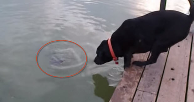 labradors-fishing-1