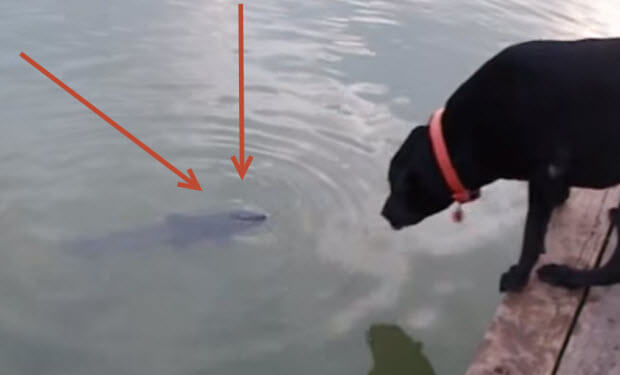 labradors-fishing-2