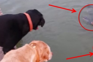 Labradors love to fish