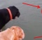 Labradors love to fish