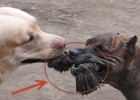 labrdor-and-pit-bull-sharing-toy-wins