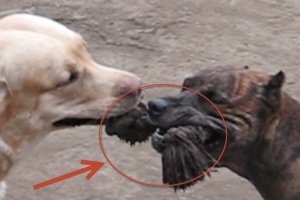 labrdor-and-pit-bull-sharing-toy-wins