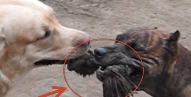 labrdor-and-pit-bull-sharing-toy-wins