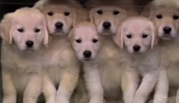 cute puppies