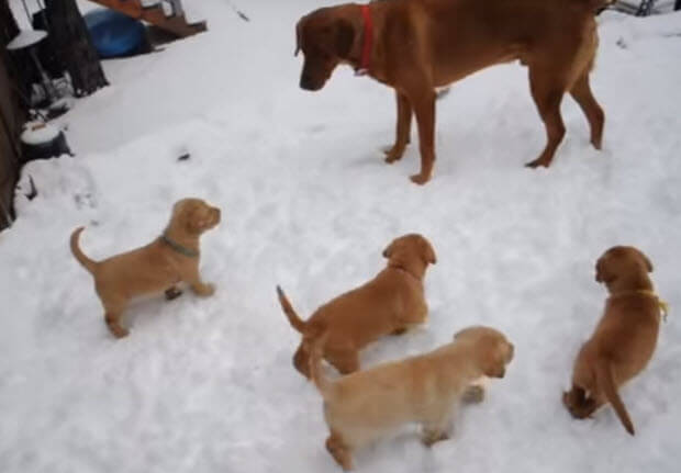 red fox labrador retriever puppies