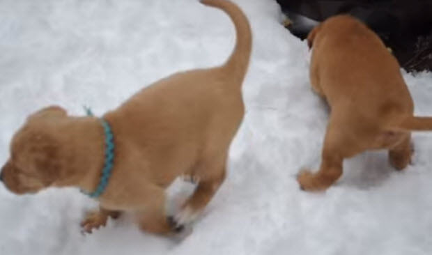 red fox labrador retriever puppies