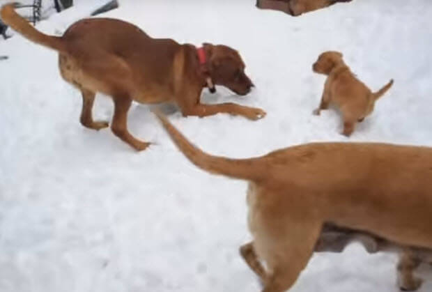 red fox labrador retriever puppies