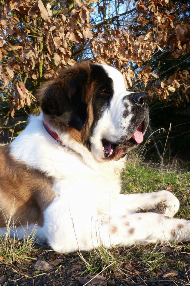 Saint Bernard