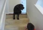 singing labrador