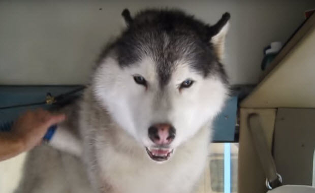 husky dog cry baby