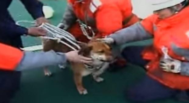 tsunami-dog-rescue-2