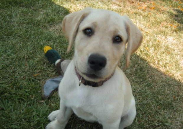 two-huge-labrador-retriever-dogs-from-puppies-3